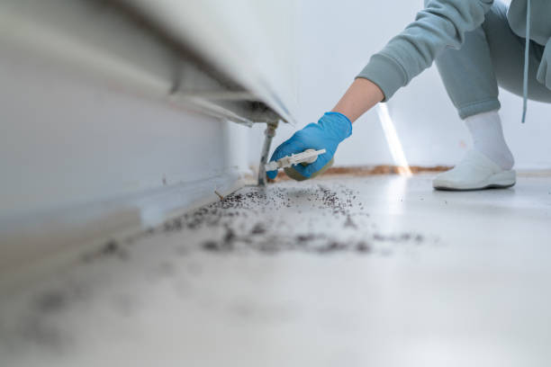 Best Wasp Removal Services  in French Lick, IN